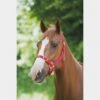 Nylon Headcollar Red -Outdoor Gear Store go 478389 a